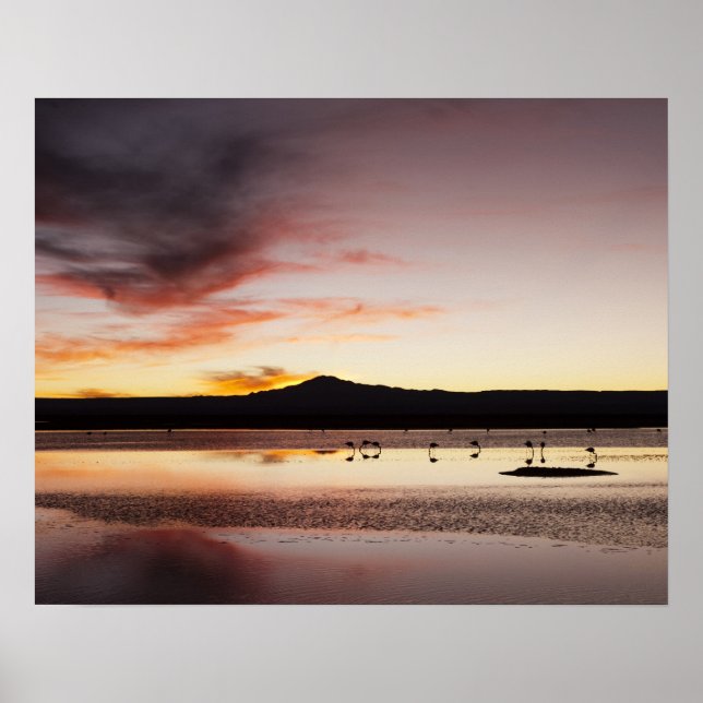 Chilean Flamingo Poster (Front)