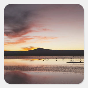 Chilean Flamingo Square Sticker