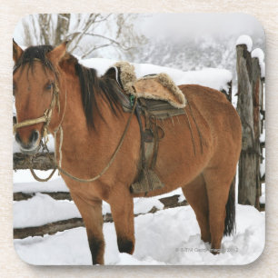 Chilean horse outfitted with traditional Chilean Coaster