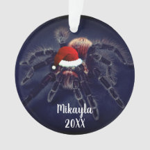 Chilean Rose Hair Tarantula in Santa Hat