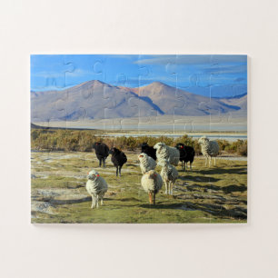 Chilean sheep 30-pc jigsaw puzzle
