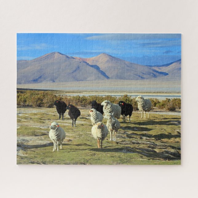 Chilean sheep 520-pc jigsaw puzzle (Horizontal)