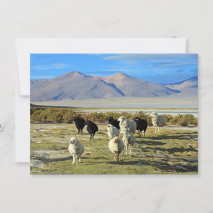 Chilean sheep Card