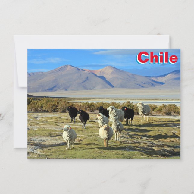 Chilean sheep Card (Front)