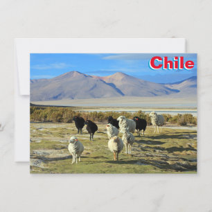 Chilean sheep Card