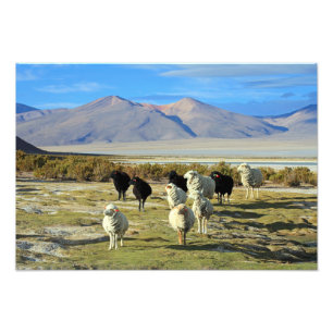 Chilean sheep photo print
