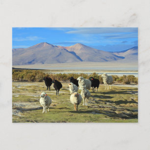 Chilean sheep postcard