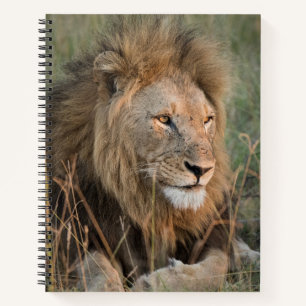 Chill Lion Personalise Name Notebook