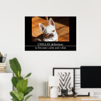 Chillax Chihuahua sleepy relaxed tongue out Photo