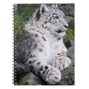 Chilled Out Snow Leopard Notebook