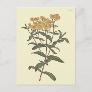Chilli Marigold Botanical Illustration Postcard