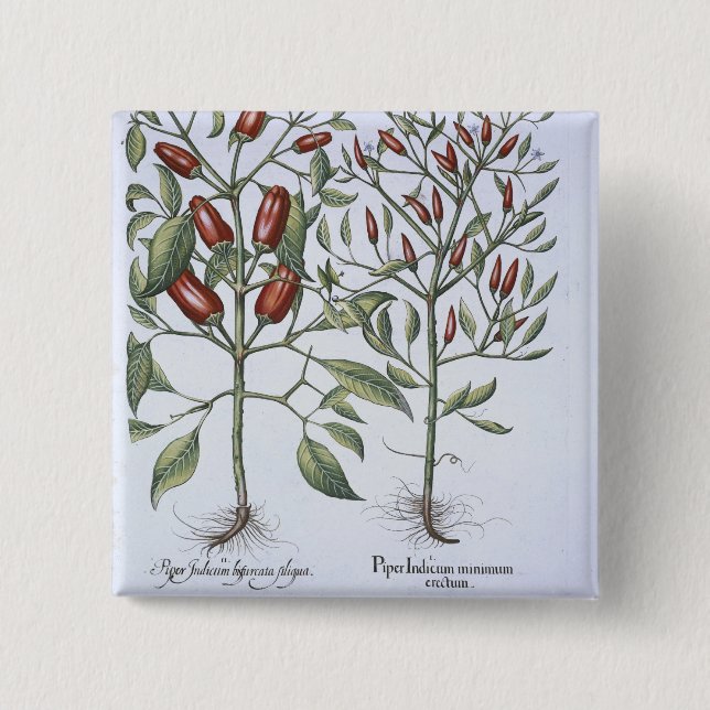 Chilli Pepper plants, from the 'Hortus Eystettensi 15 Cm Square Badge (Front)