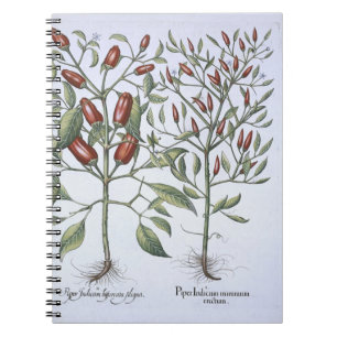 Chilli Pepper plants, from the 'Hortus Eystettensi Notebook