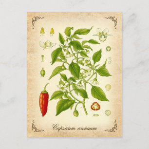 Chilli Pepper - vintage illustration Postcard