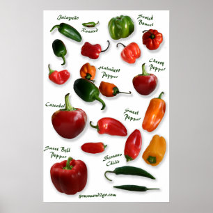 Chilli Varieties Wall Art