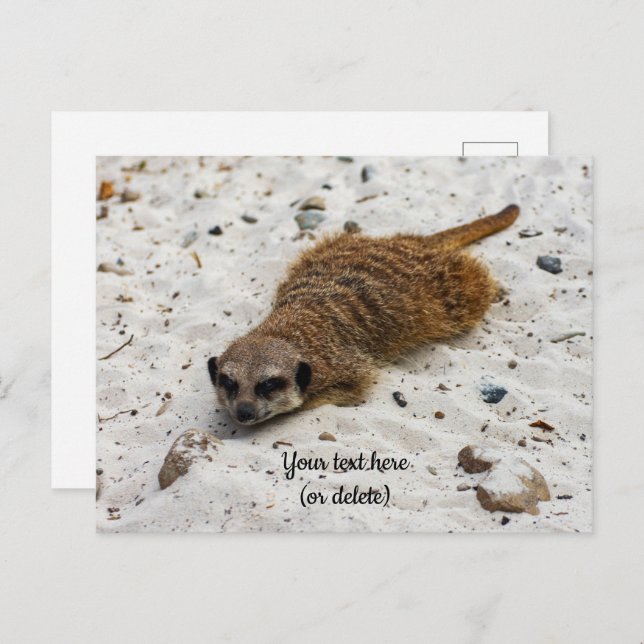 Chillin' Meerkat Postcard (Front/Back)
