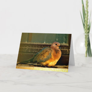 Chilly Dove Card