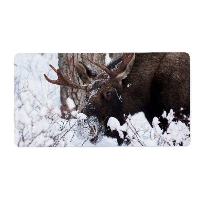 Chilly Moose (Front)