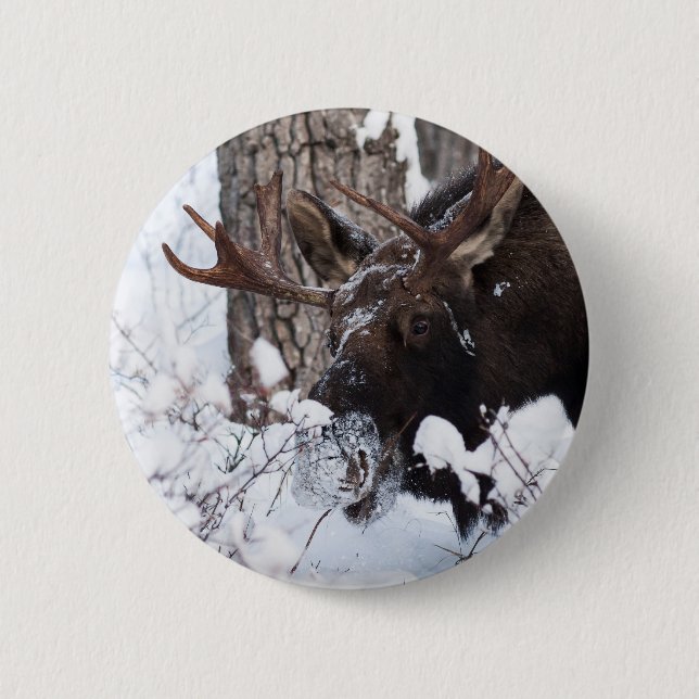 Chilly Moose 6 Cm Round Badge (Front)