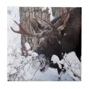 Chilly Moose Ceramic Tile