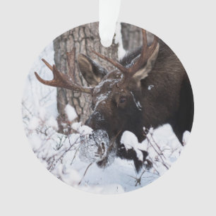 Chilly Moose Ornament