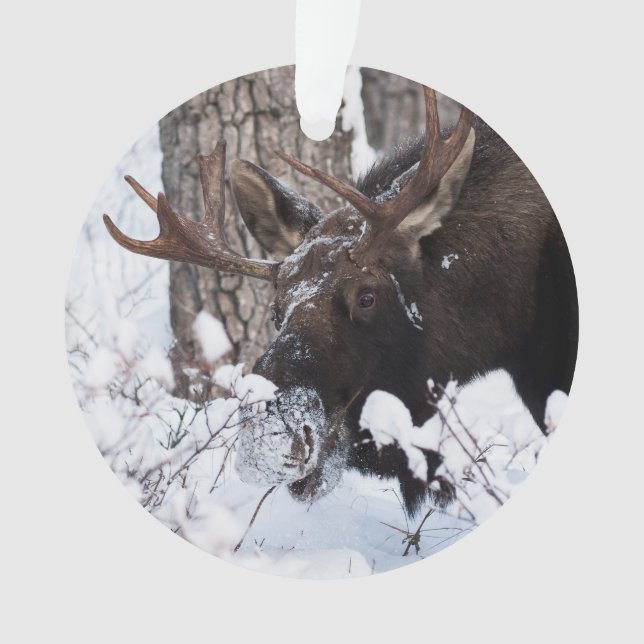 Chilly Moose Ornament (Front)
