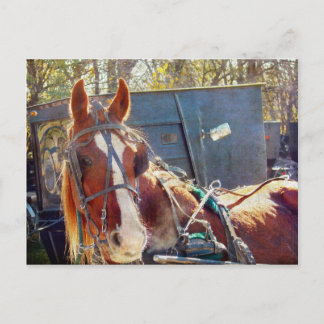 Chilly Morning Amish Horse Postcard