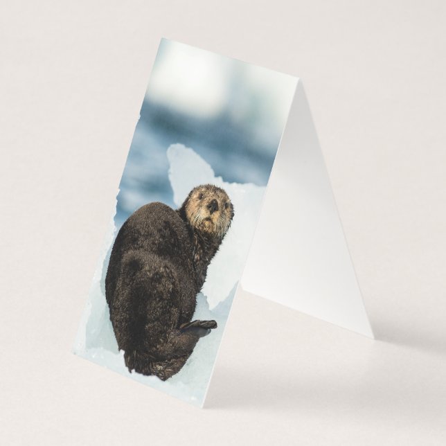 Chilly Sea Otter (Back)
