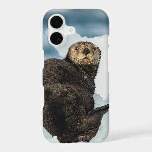 Chilly Sea Otter