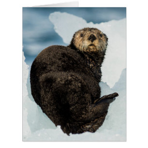 Chilly Sea Otter