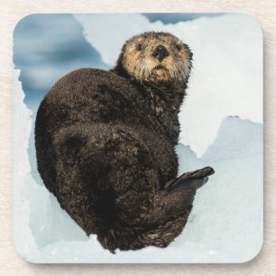Chilly Sea Otter Coaster