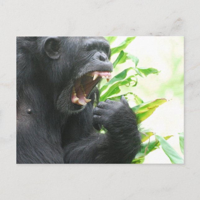 Chimp Fangs Postcard (Front)
