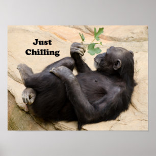 Chimp just chilling poster