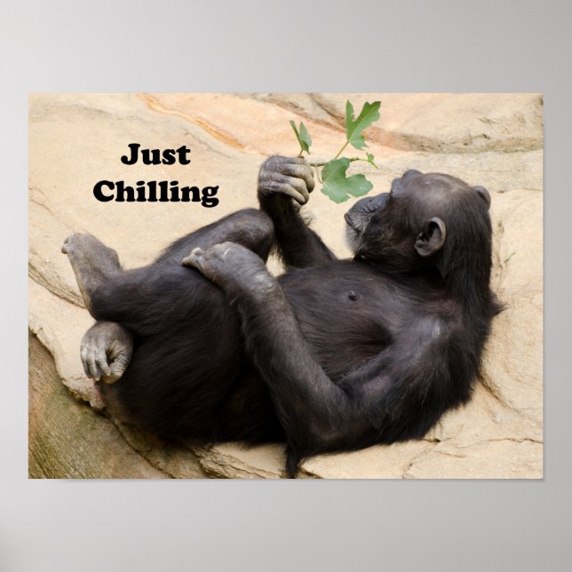 Chimp just chilling poster (Front)