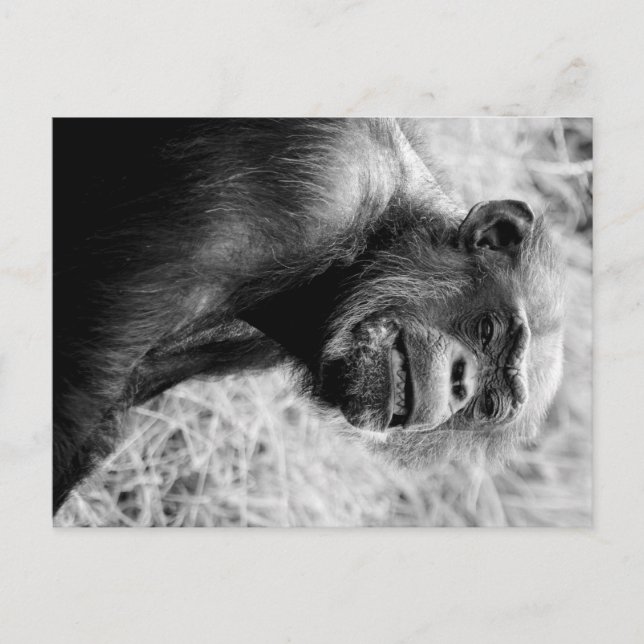 chimp postcard (Front)