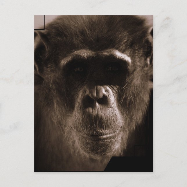 Chimp Postcard (Front)