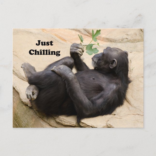 Chimp Relaxing Postcard (Front)