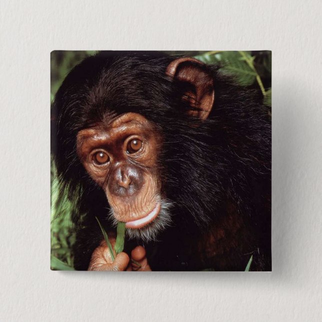 Chimpansee 15 Cm Square Badge (Front)