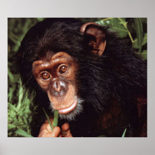 Chimpansee Poster