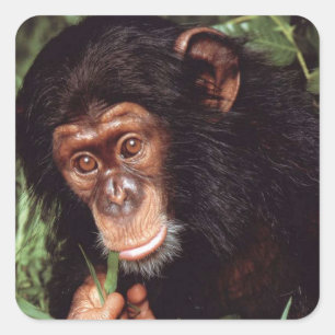 Chimpansee Square Sticker