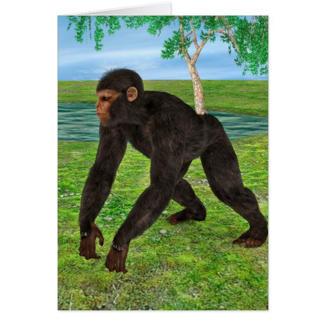 Chimpanzee (Front)