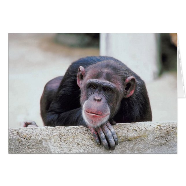 Chimpanzee (Front Horizontal)
