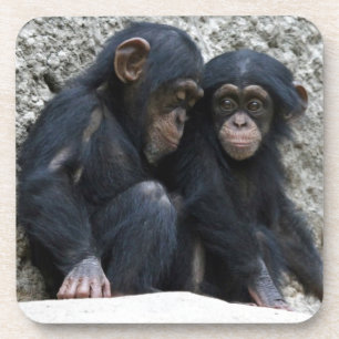 Chimpanzee002 Coaster