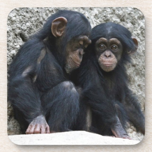 Chimpanzee002 Coaster (Front)