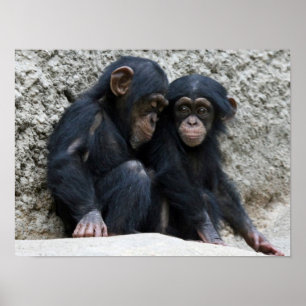 Chimpanzee002 Poster