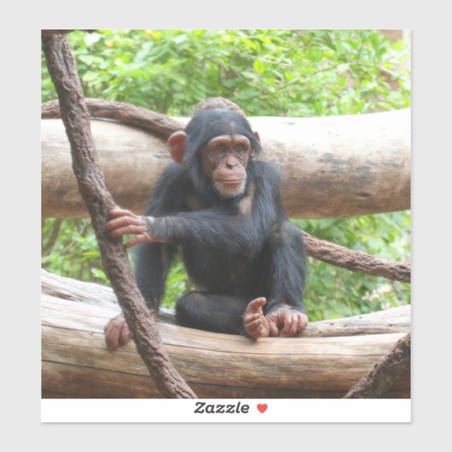 Chimpanzee 001 (Sheet)