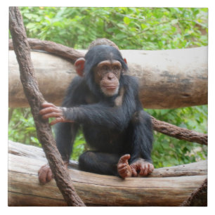 Chimpanzee 001 ceramic tile