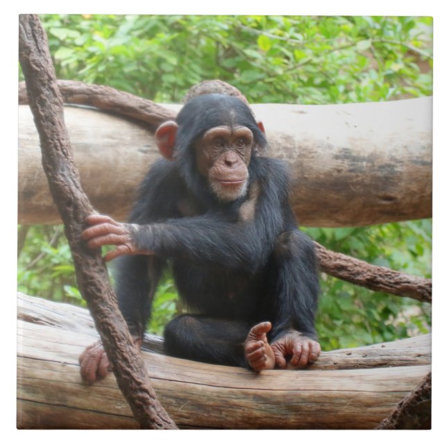 Chimpanzee 001 ceramic tile (Front)