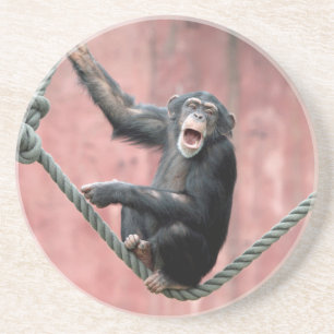 Chimpanzee 001 coaster