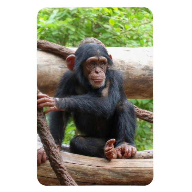 Chimpanzee 001 magnet (Vertical)